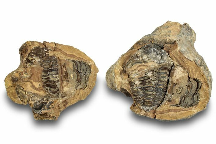 Fossil Calymene Trilobite In Nodule (Pos/Neg) - Morocco #251733